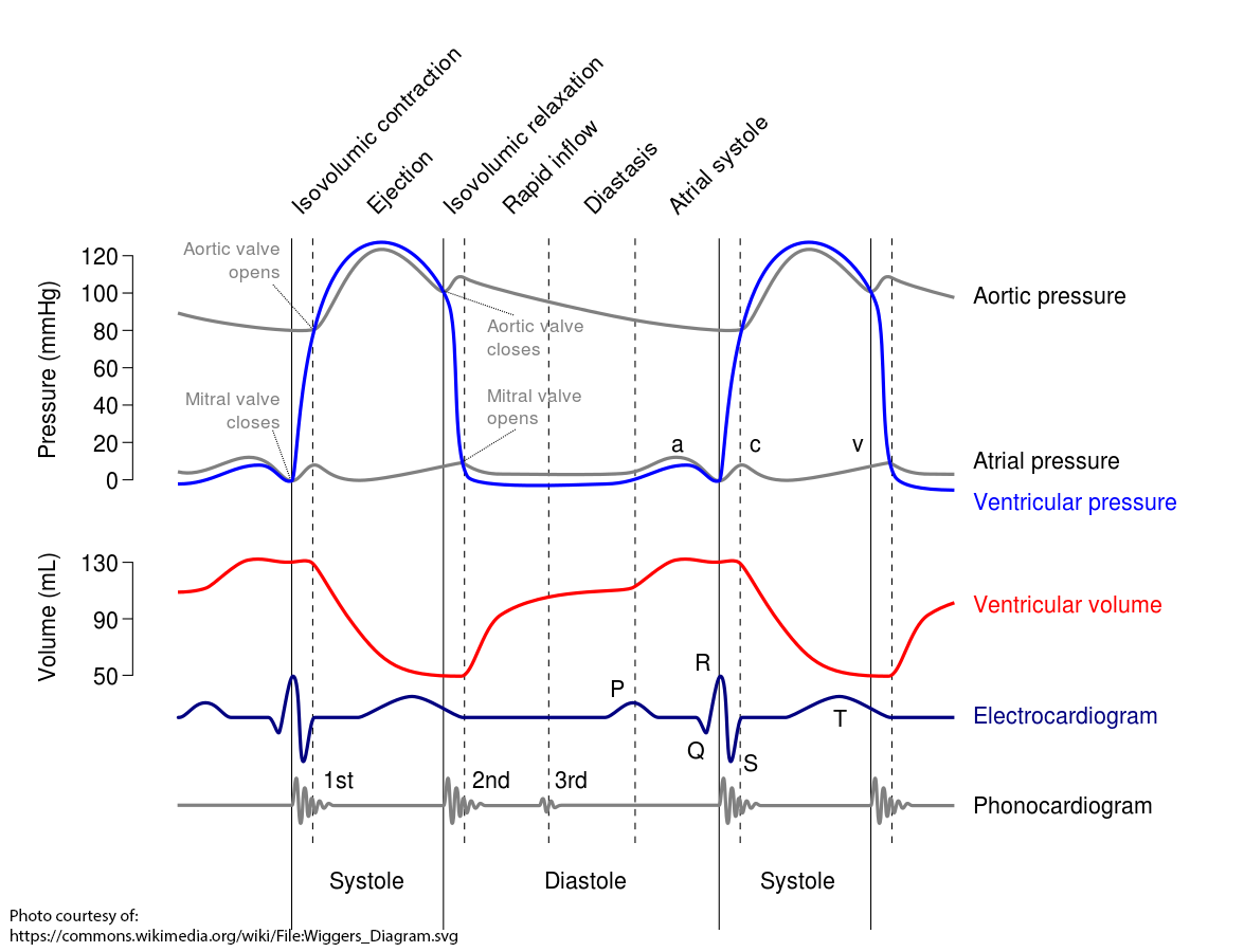 Wiggers Diagram, Blood pressure, Electrocardiogram, ECG, hypertension