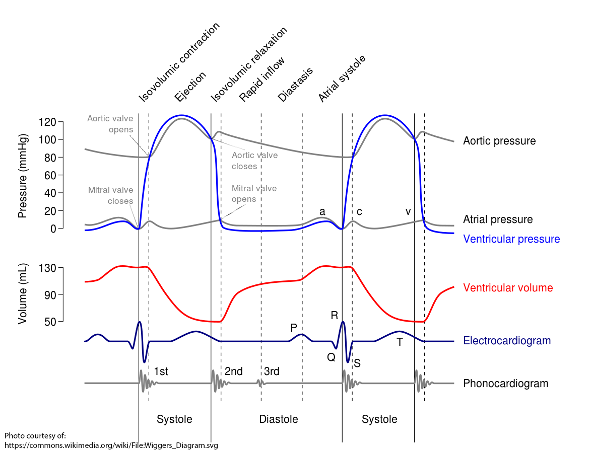 blood pressure monitor tester