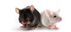 Transgenic-Mouse-Model